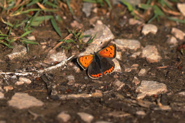 lycaena phlaeas, the small copper - lycaena phlaeas imagens e fotografias de stock