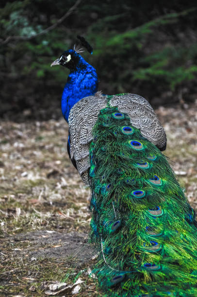 istock peacock walks with a complex tail blue green colored male tail 1321954834
