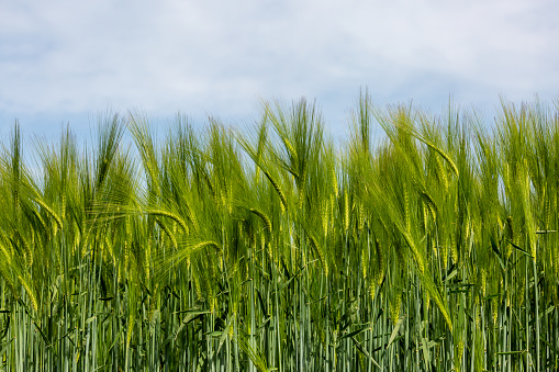 Green cereal crops in early summer