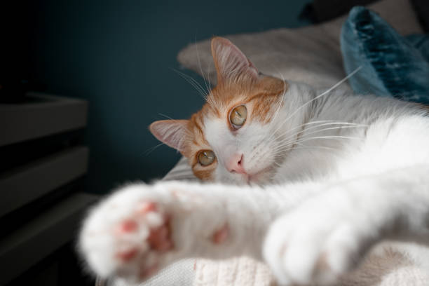 istock brown and white cat with yellow eyes lying on the sofa. close up 1321957618