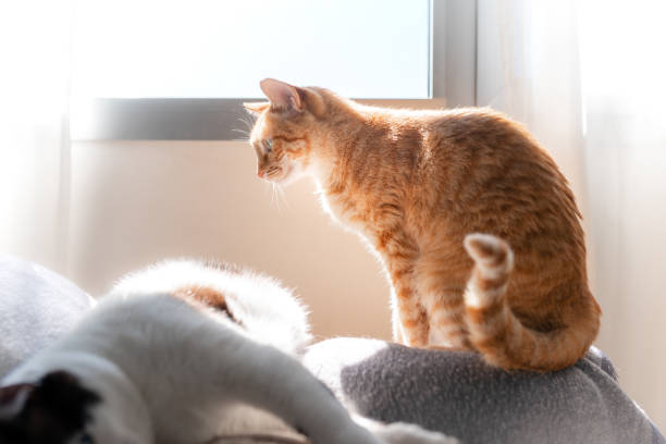 istock brown tabby cat sitting on the sofa under the light of the window 1321957836