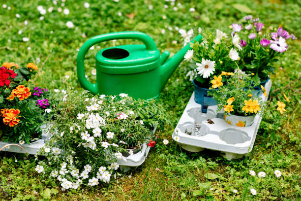 istock Preparation before transplanting flowers on the balcony, watering can and seedlings 1321959986
