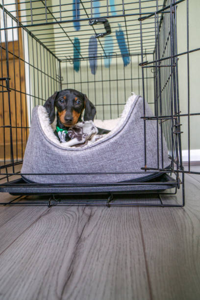 istock Dachshund puppy sitting on his bed 1321962955