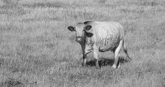 single cow on a meadow