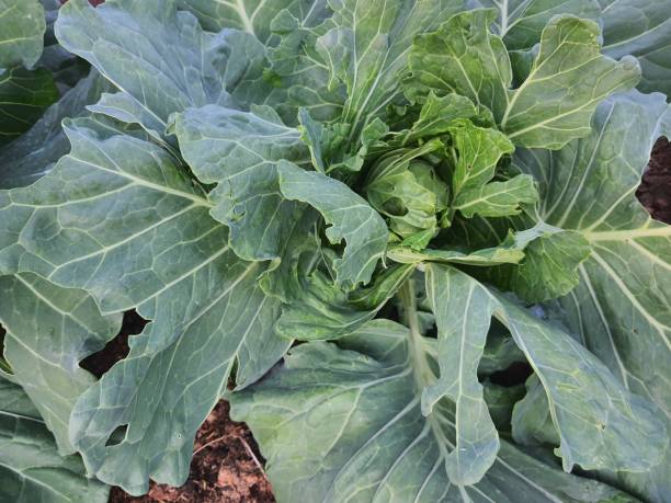 istock Cauliflowers leaves 1321964080