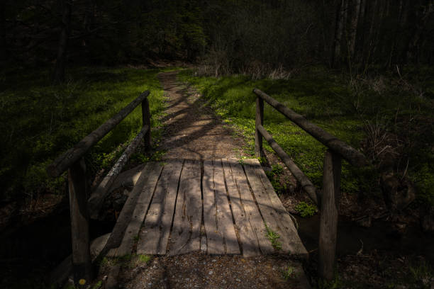 Free Stock Photo of A wooden bridge leading into a dimly lit forest ...