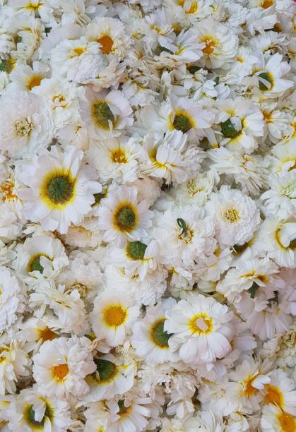 istock White Sun flowers picked from farm 1321965578