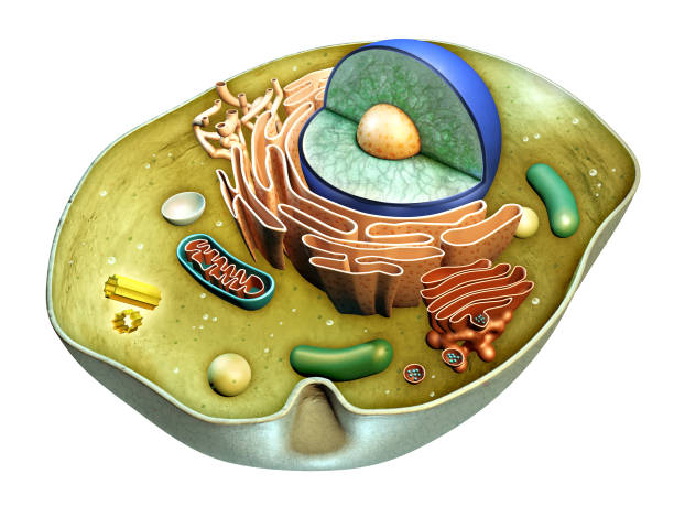 kuvapankkikuvitukset aiheesta solun rakenne - cytoskeleton