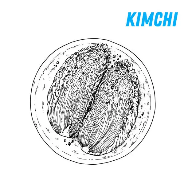 Vector illustration of Kimchi sketch, korean food. Hand drawn vector illustration. Sketch style. Top view. Vintage vector illustration.