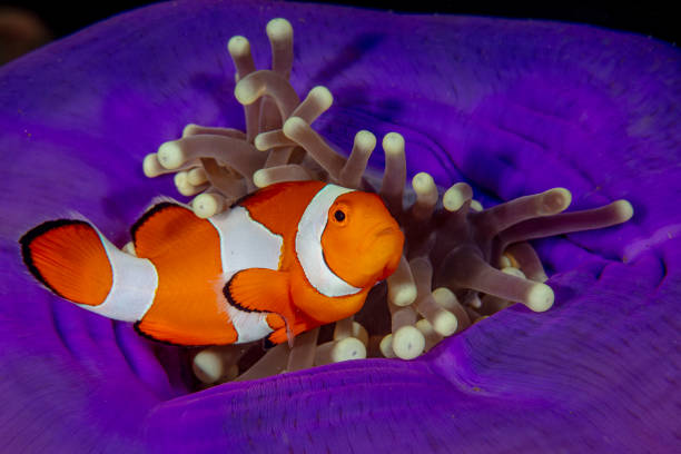 istock Anemonefish in colorful anemone 1321970916