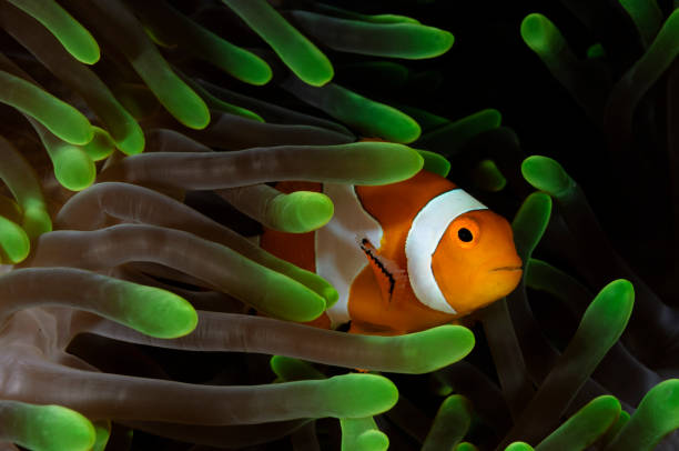 istock Anemonefish in colorful anemone 1321970917