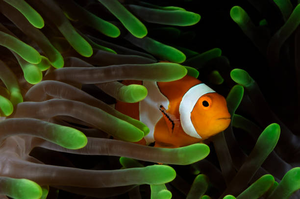 Anemonefish in colorful anemone stock photo