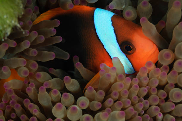 istock Anemonefish in colorful anemone 1321970935