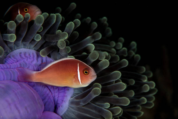 Anemonefish in colorful anemone