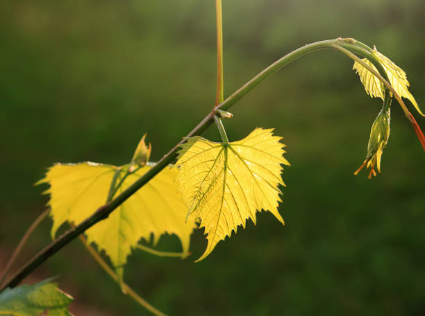 istock Green vine outdoors 1321972992