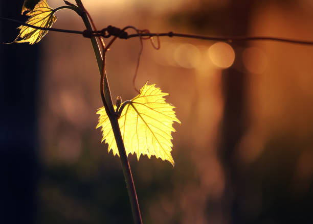 istock Green vine outdoors 1321973028