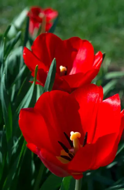 Spring Flowers-Tulips-Red-Kokomo Indiana
