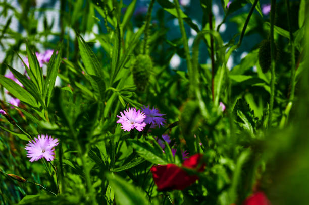 Macro shot of a pink carnation (Dianthus caryophyllus) in the sun.