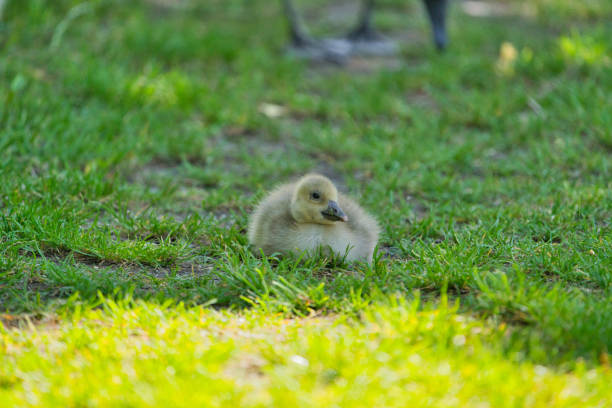 A cute young Canada Goose Gosling foraging in the grass.