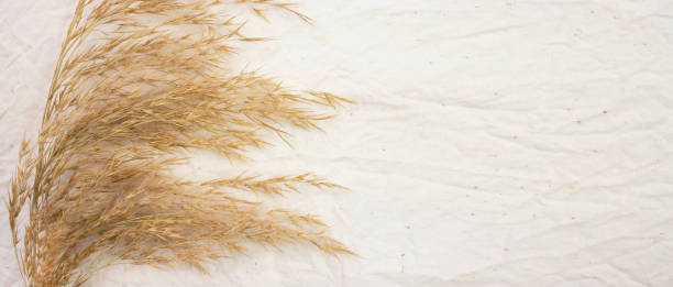 istock Pampas grass on beige canvas with space for text. Top view. 1321978424