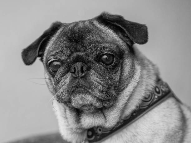 istock Portrait of a pug dog 1321979259