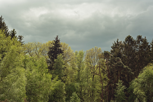 Forest edge with coniferous and deciduous trees under a dark cloudy sky.
