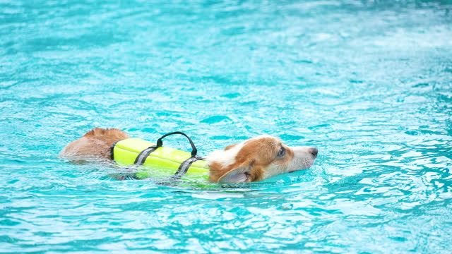 Baby Corgi dog play at the swimming pool