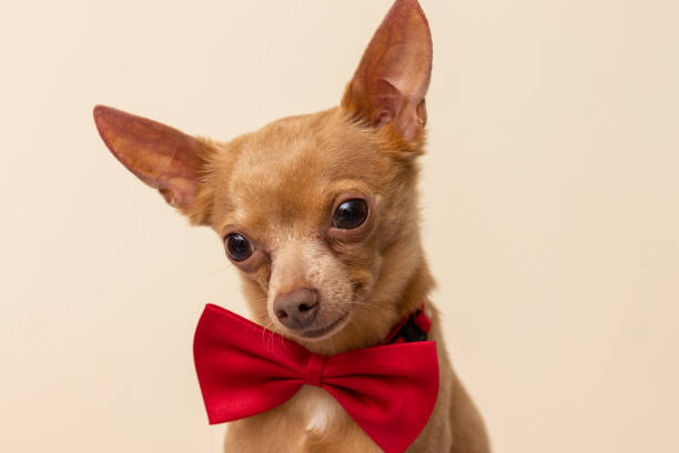 istock Head portrait of cute small dog on plain background. 1321987568