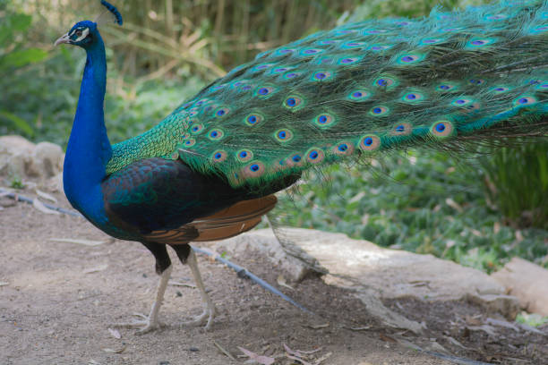 istock Beautiful Peacock standing on the ground 1321987619