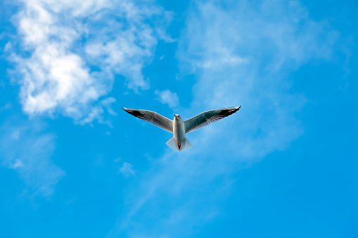 Herring gull in the sky