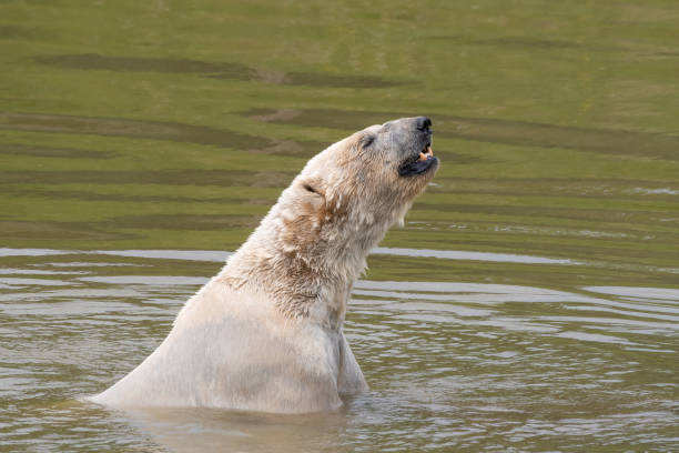 istock Large Polar Bear Playing in Water 1321989386