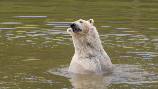 istock Large Polar Bear Playing in Water 1321989420