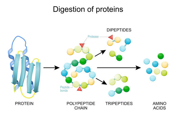 Protein Digestion. Enzymes Protein Digestion. Enzymes (proteases and peptidases) are digestion breaks the protein into smaller peptide chains and into single amino acids, which are absorbed into the blood. physical structure stock illustrations