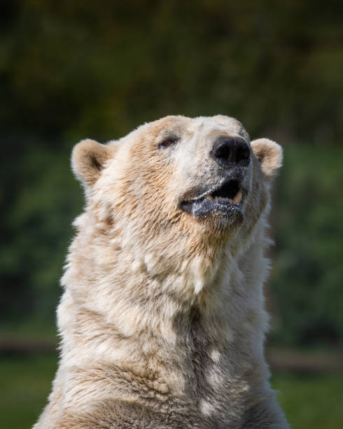 istock Close Up Portrait Large Polar Bear 1321989810