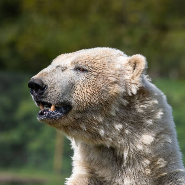 istock Close Up Portrait Large Polar Bear 1321989943