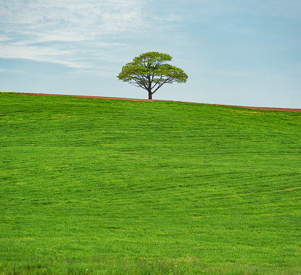 A lone tree in a rural landscape.
