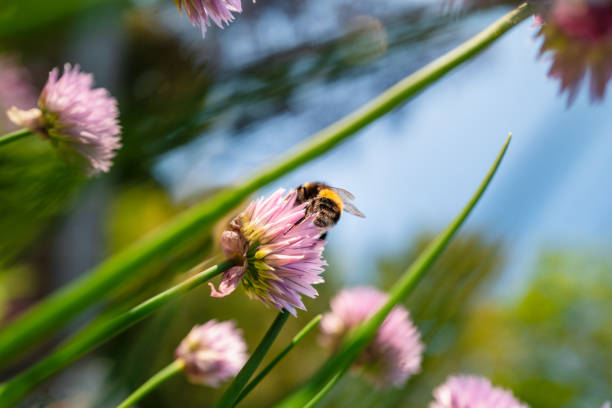 Close-up of a bee collecting nectar from a vibrant purple flower in full bloom with blurred greenery in background.