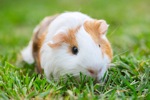 Stock photo showing close-up view of a short haired American tricoloured guinea pig (Cavia porcellus) sat on an uncut lawn.