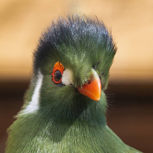 istock Close Up Portrait White Cheeked Turaco 1321990976