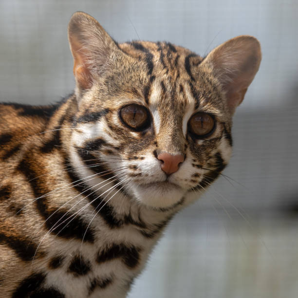 istock Close Up of a Beautiful Asian Leopard Cat 1321991587