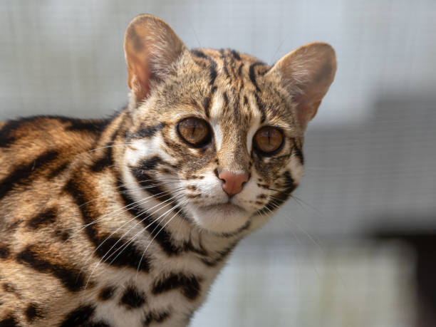 istock Close Up of a Beautiful Asian Leopard Cat 1321992113