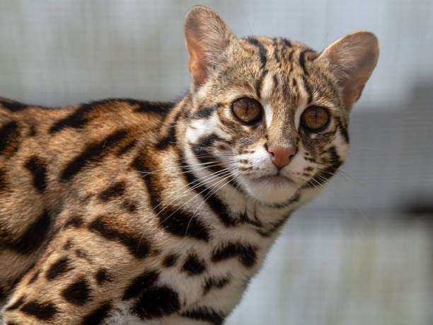 istock Close Up of a Beautiful Asian Leopard Cat 1321992197