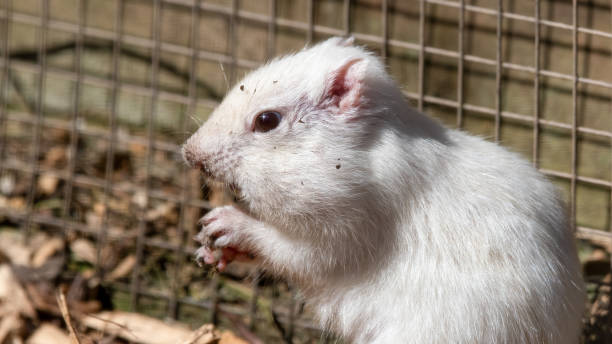 istock Albino Chipmunk on the Ground 1321992441
