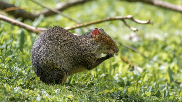 agouti d’azara mangeant de la nourriture sur l’herbe - agouti animal photos et images de collection