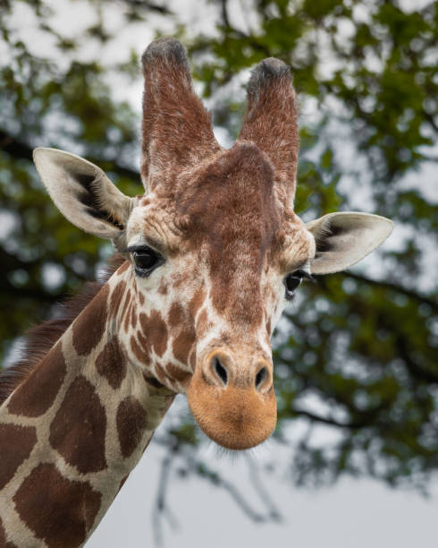 istock Close Up Portrait Rothschild Giraffe 1321995381