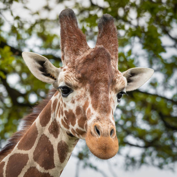 istock Close Up Portrait Rothschild Giraffe 1321995395