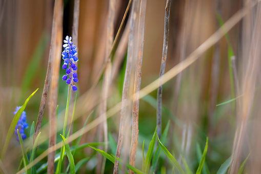 Grape-hyacinth in a grass creating a bokeh background