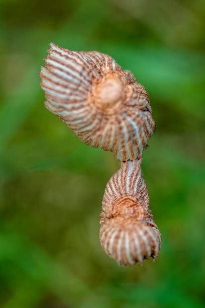 istock Mushroom love aerial view 1321995694