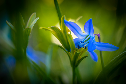 Scilla forbesii, aka spring star, bokeh background