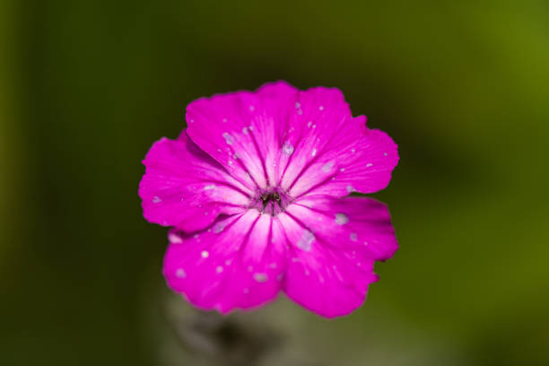 Intimidate details of a selectively focused vibrant blooming flower